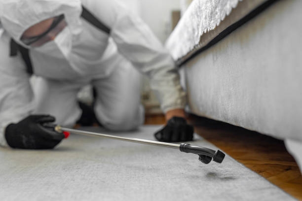 Professional Ant Control technician working in Washington County County, ME